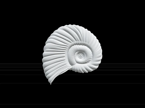 Argonaut Paper Nautilus Shell Model Ultra Realistic 3D Model
