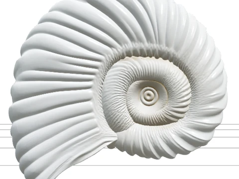 Argonaut Paper Nautilus Shell Model Ultra Realistic 3D Model