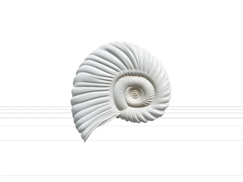 Argonaut Paper Nautilus Shell Model Ultra Realistic 3D Model