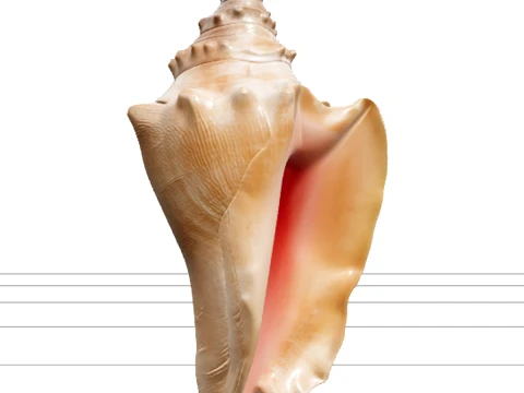 Conch Strombus Shell Model High Detail Realistic Texture 3Dモデル
