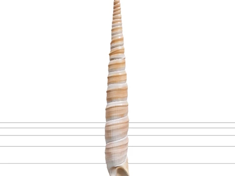 High Spired Auger Terebra Shell Model for ThreeD Printing 3D Model