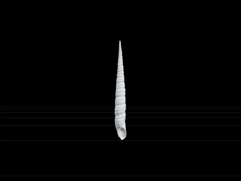 High Spired Auger Terebra Shell Model for ThreeD Printing 3D Model