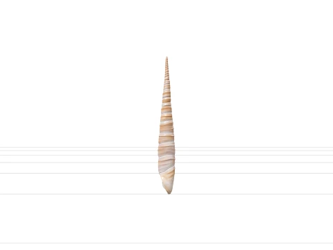High Spired Auger Terebra Shell Model for ThreeD Printing 3D Model