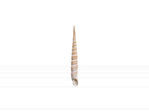 High Spired Auger Terebra Shell Model for ThreeD Printing 3D Model