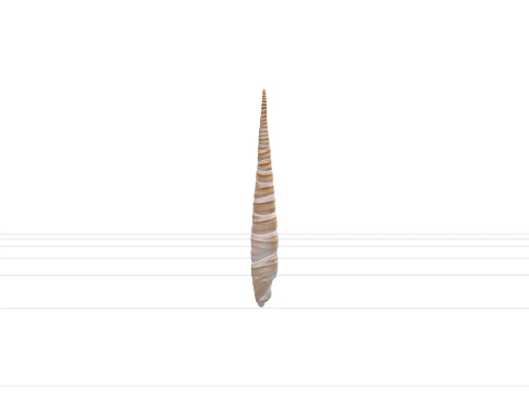 High Spired Auger Terebra Shell Model for ThreeD Printing 3D Model