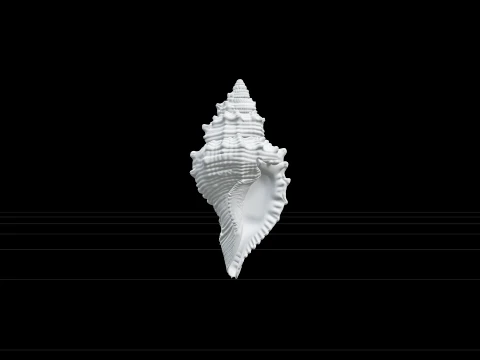 Triton Shell Model Bold Ribs Knobbed Spire Siphonal Canal 3D Model
