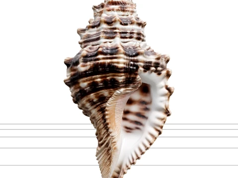 Triton Shell Model Bold Ribs Knobbed Spire Siphonal Canal 3D Model