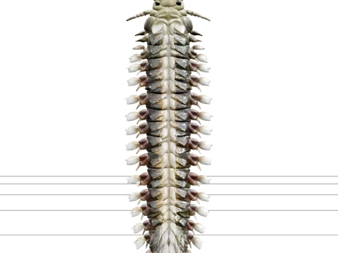 Iridescent Bristle Worm Polychaete Model with Detailed Segments Modello 3D