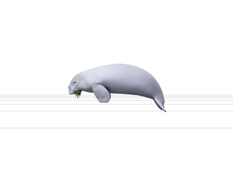 Realistic Dugong Grazing Seagrass High Detailed Model 3D Model