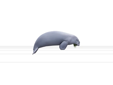Realistic Dugong Grazing Seagrass High Detailed Model 3D Model