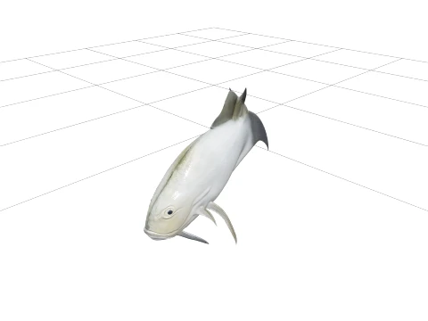 Giant Trevally Silver Gold Model Detailed Realistic Fish Asset 3D Model