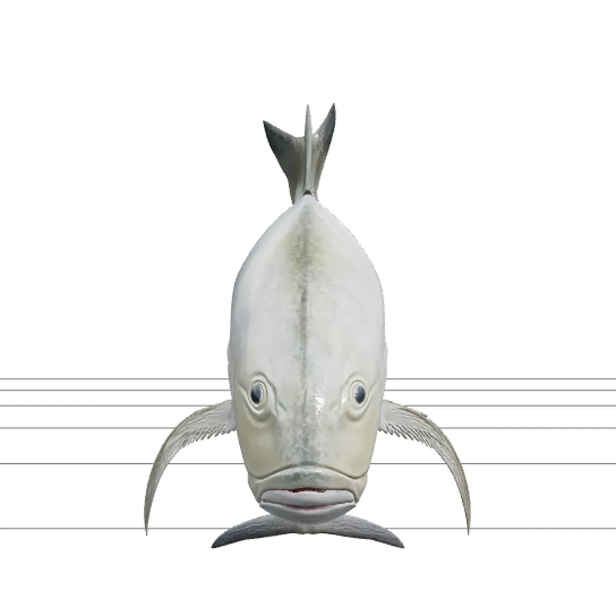 Giant Trevally Silver Gold Model Detailed Realistic Fish Asset 3D Model .c4d .max .obj .3ds .fbx .stl .blend
