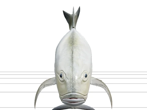 Giant Trevally Silver Gold Model Detailed Realistic Fish Asset 3D Model