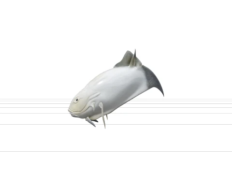 Giant Trevally Silver Gold Model Detailed Realistic Fish Asset 3D Model