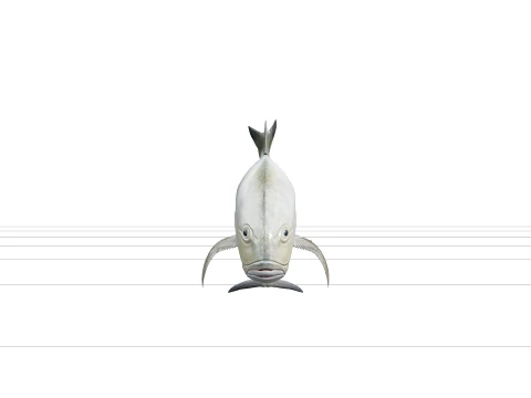 Giant Trevally Silver Gold Model Detailed Realistic Fish Asset 3D Model