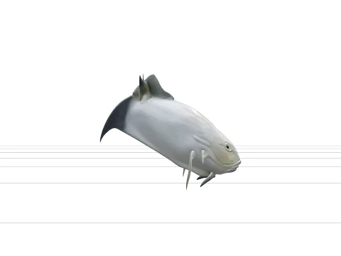 Giant Trevally Silver Gold Model Detailed Realistic Fish Asset 3D Model