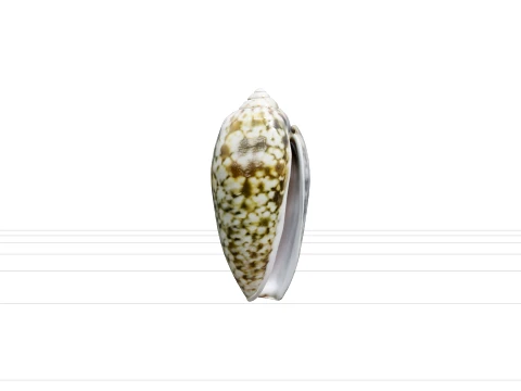 Olive Shell Cylindrical Glossy Model Detail Textured Asset 3D Model