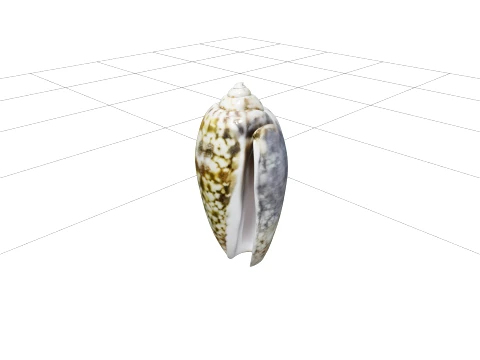 Olive Shell Cylindrical Glossy Model Detail Textured Asset 3D Model