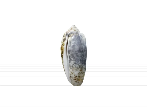Olive Shell Cylindrical Glossy Model Detail Textured Asset 3D Model