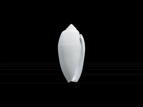 Olive Shell Cylindrical Glossy Model Detail Textured Asset 3D Model