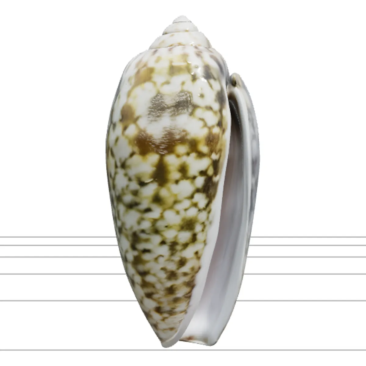 Olive Shell Cylindrical Glossy Model Detail Textured Asset 3Dモデル .c4d .max .obj .3ds .fbx .stl .blend 