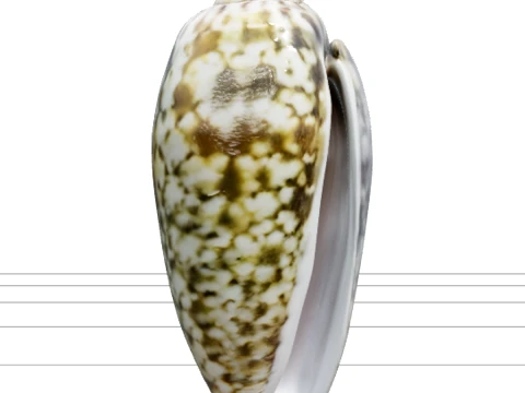 Olive Shell Cylindrical Glossy Model Detail Textured Asset 3D Model