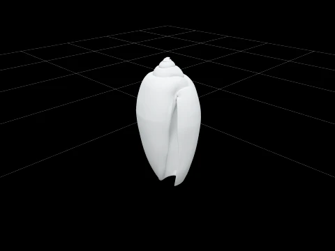 Olive Shell Cylindrical Glossy Model Detail Textured Asset 3D Model