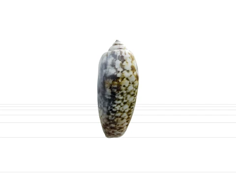 Olive Shell Cylindrical Glossy Model Detail Textured Asset 3D Model