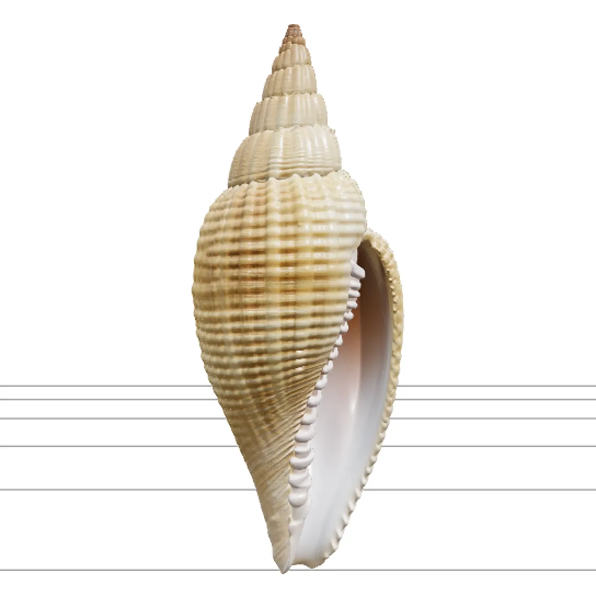 Mitre Shell Orthographic Model Turnaround Detailed Asset 3D Model .c4d .max .obj .3ds .fbx .stl .blend 