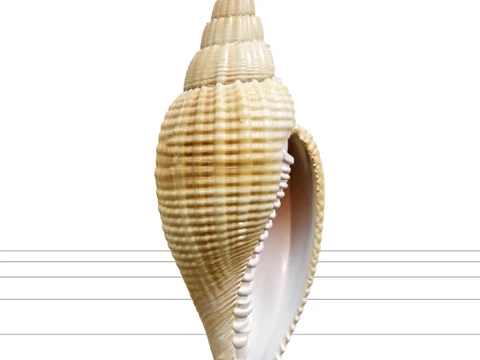 Mitre Shell Orthographic Model Turnaround Detailed Asset 3D Model