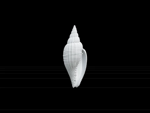 Mitre Shell Orthographic Model Turnaround Detailed Asset 3D Model