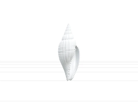 Mitre Shell Orthographic Model Turnaround Detailed Asset 3D Model