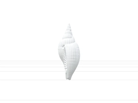 Mitre Shell Orthographic Model Turnaround Detailed Asset 3D Model