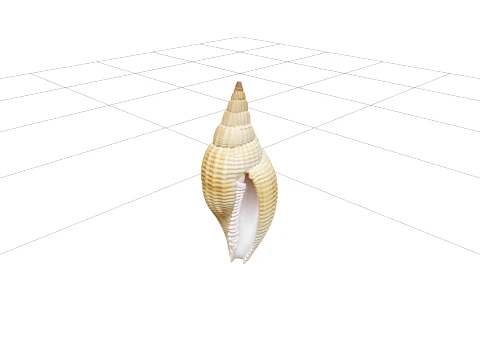 Mitre Shell Orthographic Model Turnaround Detailed Asset 3D Model
