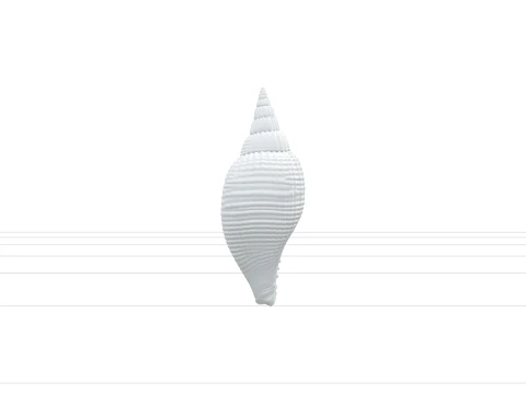 Mitre Shell Orthographic Model Turnaround Detailed Asset 3D Model