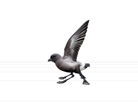 Storm Petrel Pattering Ocean Surface Detailed 3D Model