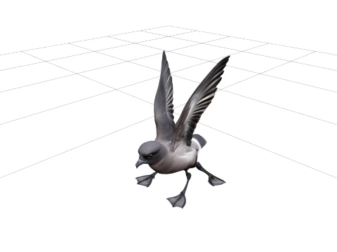 Storm Petrel Pattering Ocean Surface Detailed 3D Model