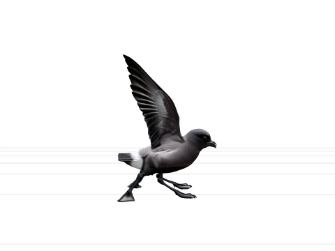 Storm Petrel Pattering Ocean Surface Detailed 3D Model