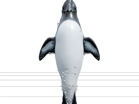 Razorbill Underwater Swimming Realistic HighPoly Model 3D Model