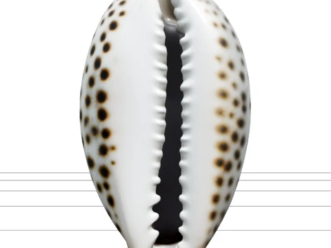 Tiger Cowrie Shell Model Turnaround Orthographic View 3D Model
