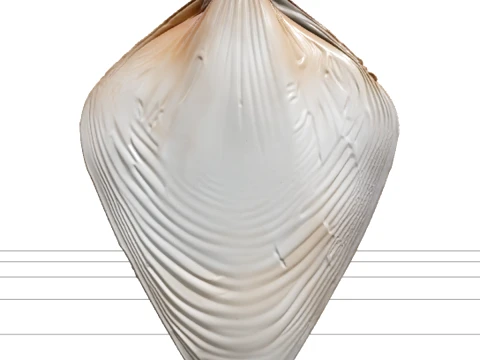 Penna Shell High Definition Model Realistic Texture Natural 3D Model