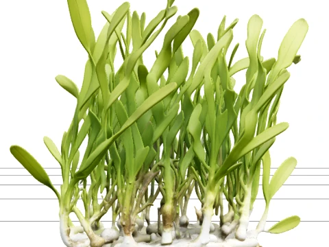 High Detail Realistic Turtle Grass Thalassia Meadow Clump Model 3D Model