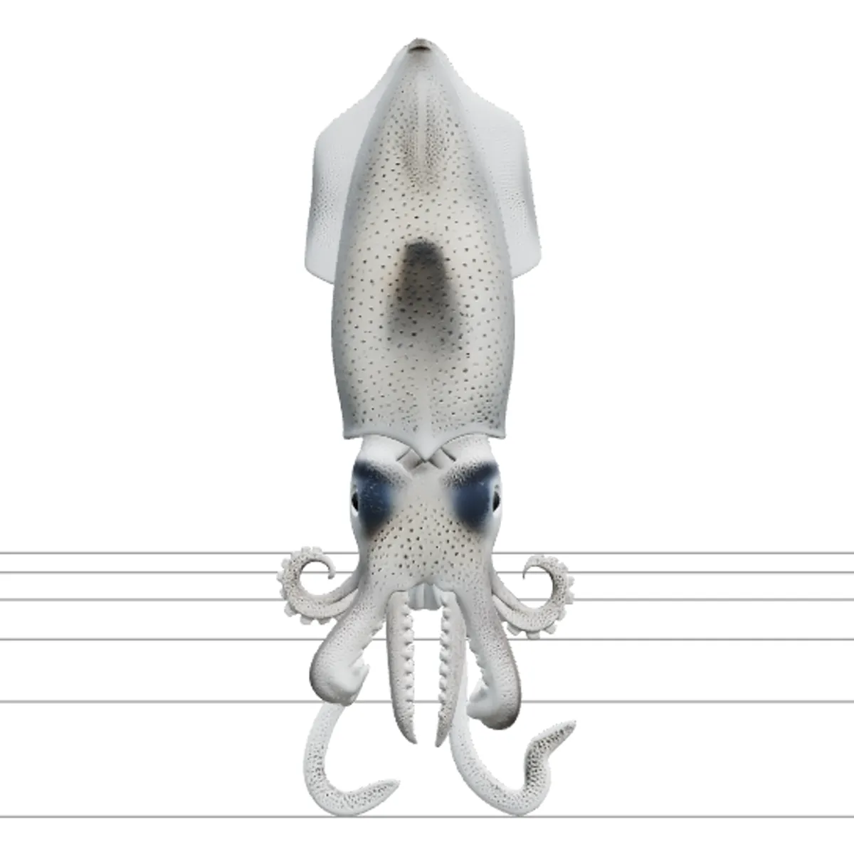 Firefly Squid Macro Model Translucent Body Light Organs Detail 3D Model .c4d .max .obj .3ds .fbx .stl .blend 