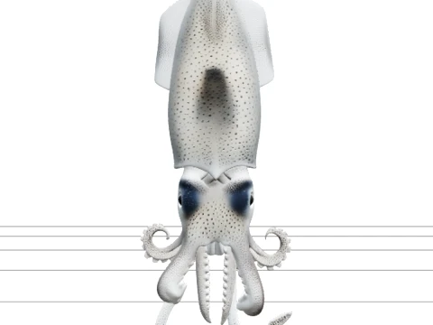 Firefly Squid Macro Model Translucent Body Light Organs Detail 3D Model