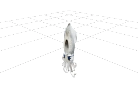 Firefly Squid Macro Model Translucent Body Light Organs Detail 3D Model