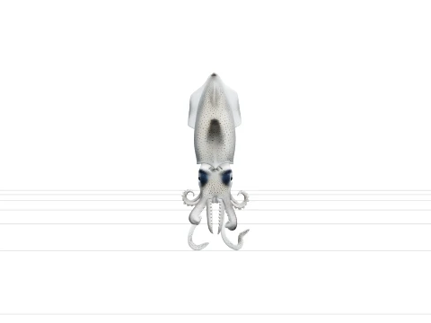 Firefly Squid Macro Model Translucent Body Light Organs Detail 3D Model