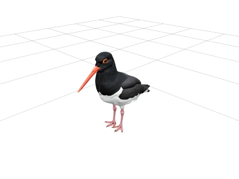 Oystercatcher Bird Model Realistic Detailed High Poly 3D Model