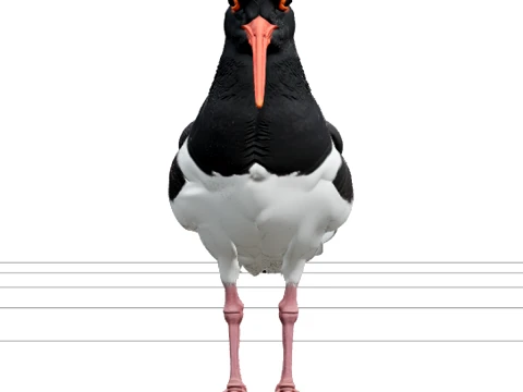 Oystercatcher Bird Model Realistic Detailed High Poly Modello 3D