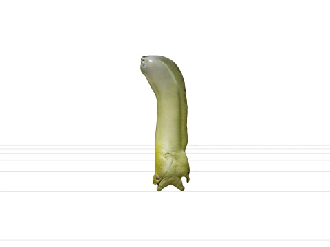 Green Moray Eel Realistic High Detail Model Texture Modello 3D