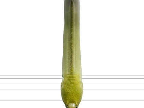 Green Moray Eel Realistic High Detail Model Texture 3D Model